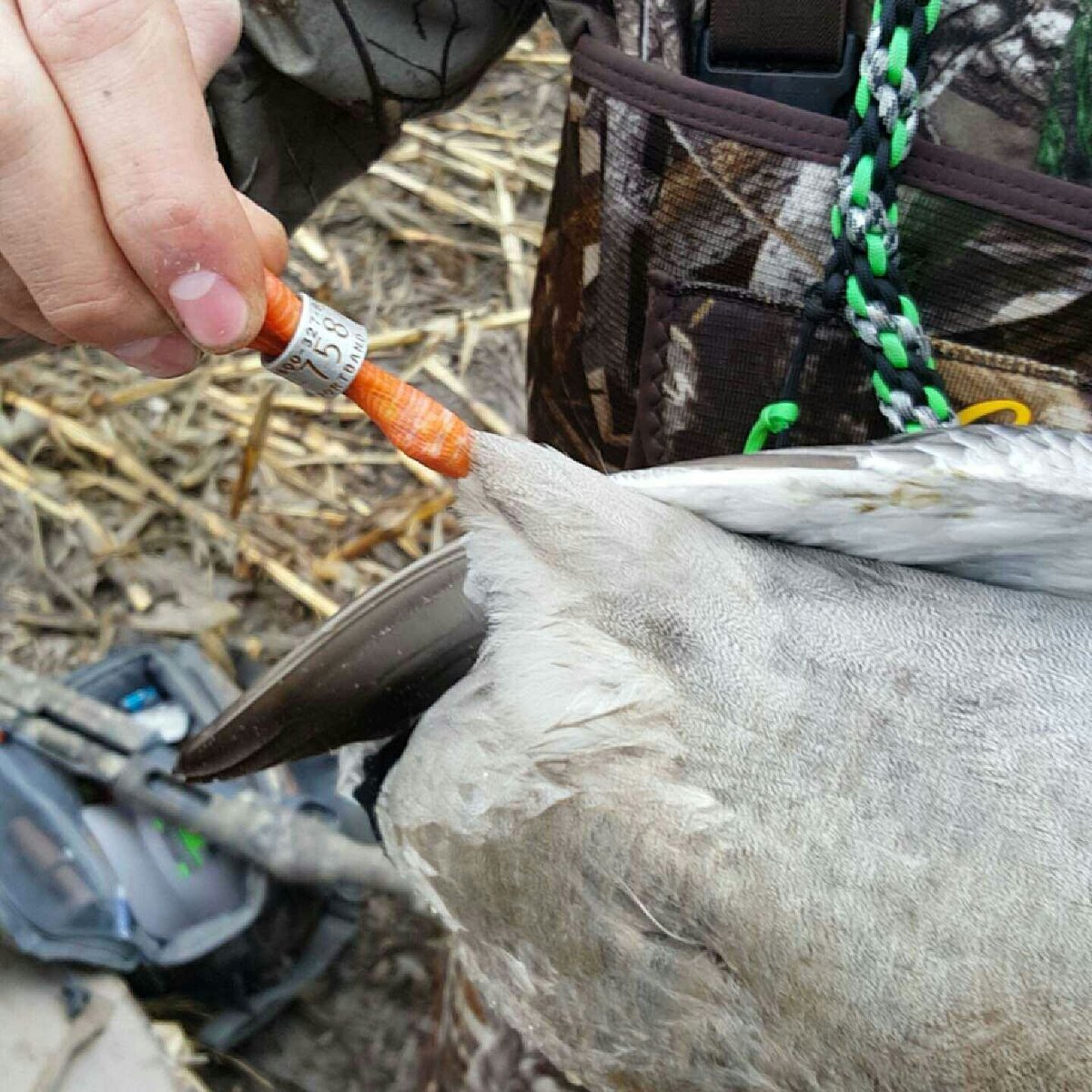 #waterfowlwednesday I think orange and silver are a good color combo.. who agrees? #TraditionGameCalls
