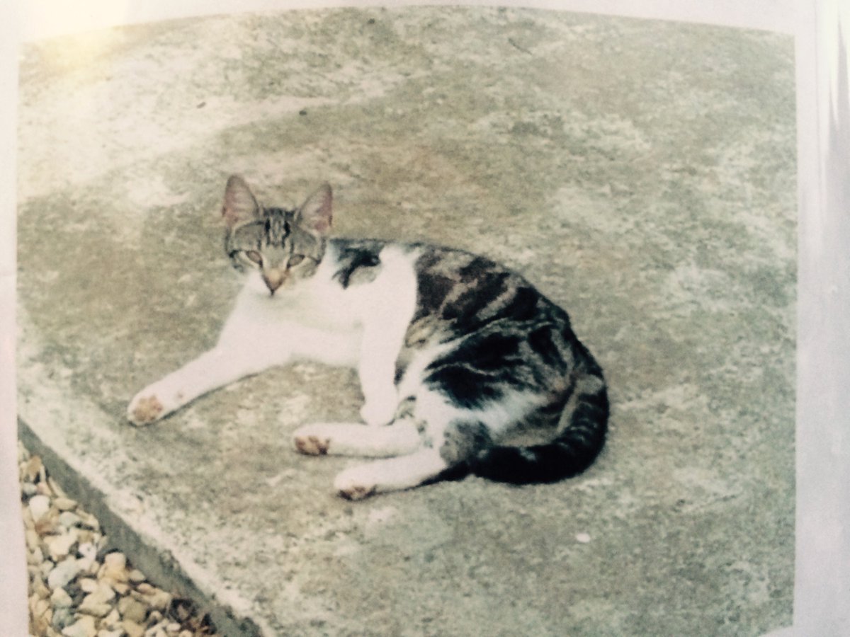 LattonParish's tweet image. Found:  have you lost a Cat?  Please contact for details. See attached #latton #LostCat