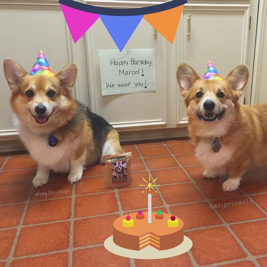 Roy_the_Corgi's tweet photo. Happy Barkday to Marcel le Corgi @marcel.lecorgi #LeCorgiAt3 🎈🎂🎈 We woof you, buddy. We ar… https://t.co/WK7Dqu94C5 https://t.co/edzBHMWUr2