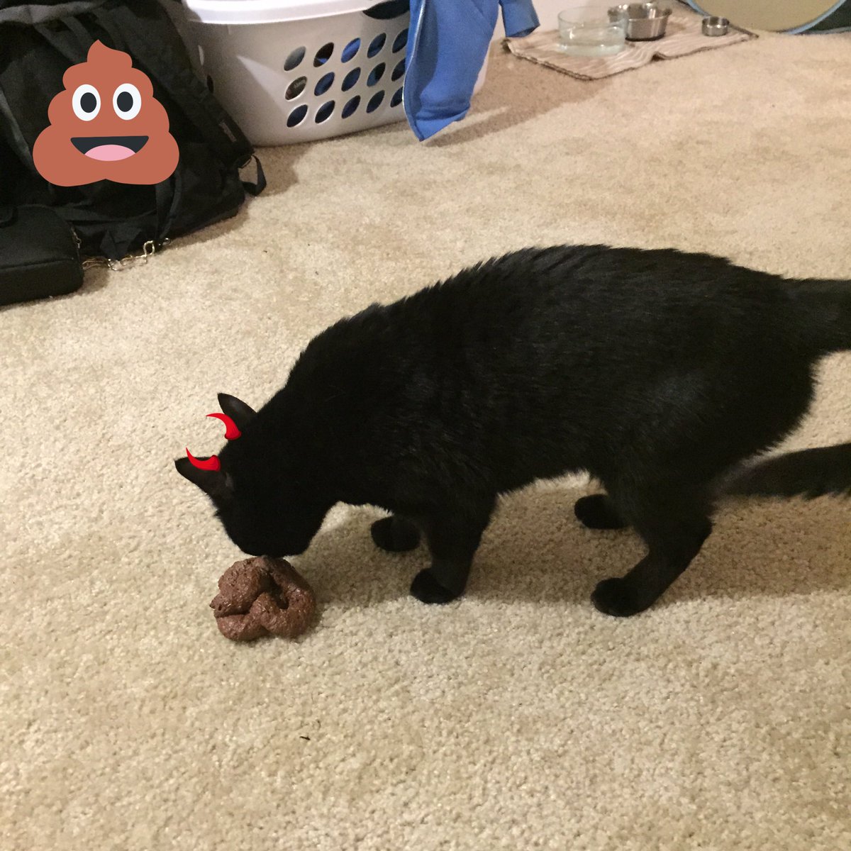 nanating28's tweet photo. It's #BlackCatAppreciationDay! Dear Heyhey, I appreciate you for helping me with my poo pranks. https://t.co/UVPitdb8g8