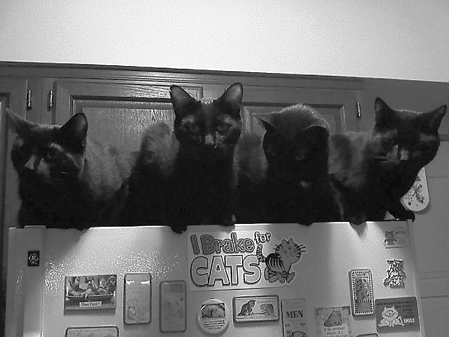 Kandi7_'s tweet photo. #BlackCatAppreciationDay
#Lugh #Liam #Quinn #Esras
~2010 😻
#Oonagh not pictured. Hard to get 'em all posed together. https://t.co/FtLJVzmveH