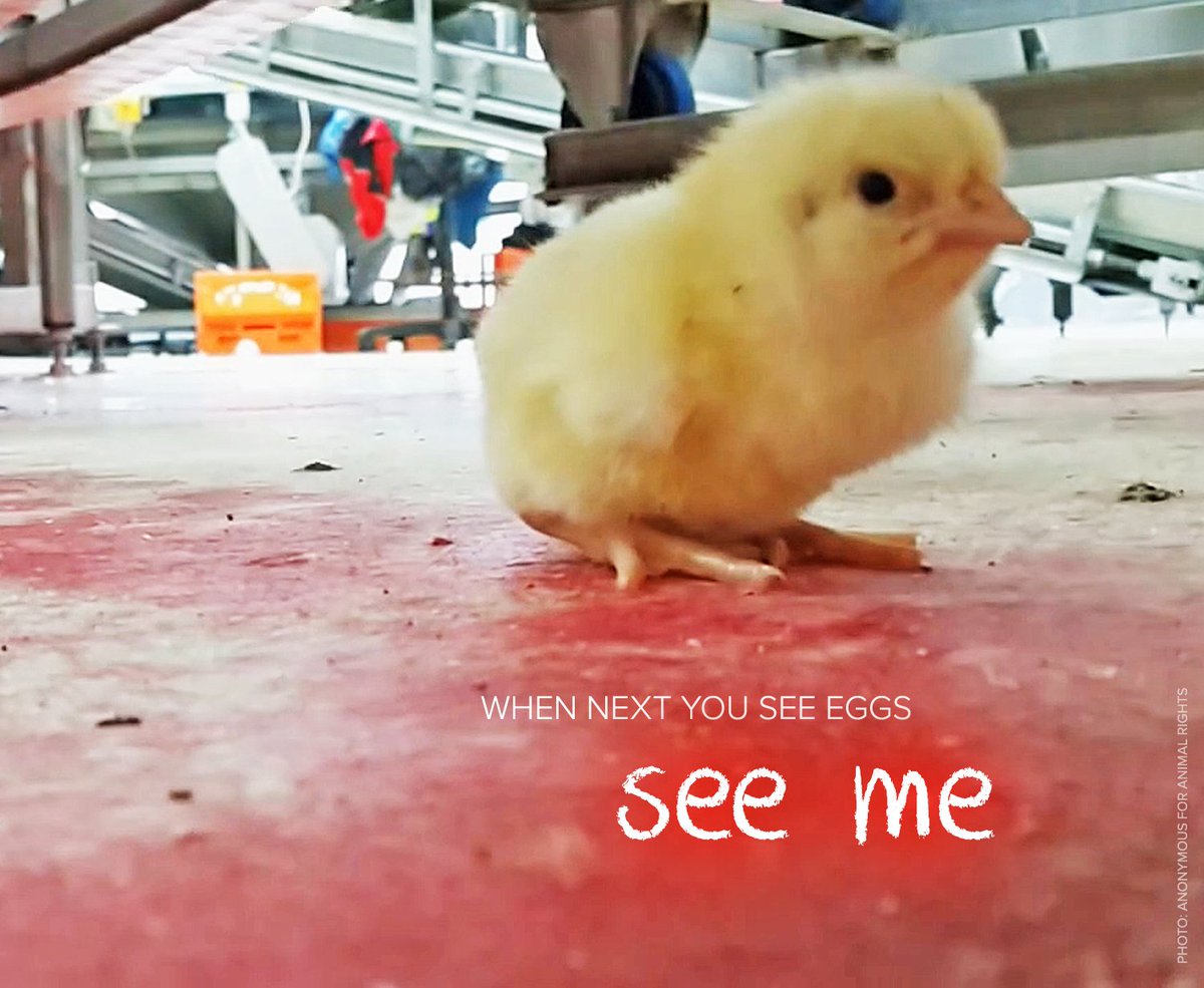 AnimalsAus's tweet photo. For every egg-laying then, there was once a male chick who was killed on his first day 😢 #truthabouteggs https://t.co/DdifDujMSg