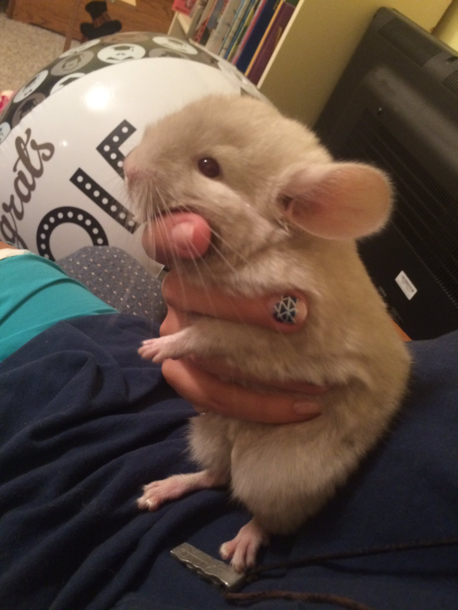 Greenwood Chinchilla greenwoodchins X
