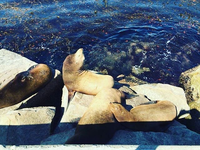 dammusilapalma's tweet photo. Che visita stamattina al porto! #leonimarini #sealions #mothernature #pantelleria #ilovepantelleria #Mediterraneo https://t.co/GUqsOGzk18