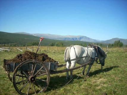 Sensommer er tid for gårdsbesøk #åpenøkologiskgård #oikos #økologisk owl.li/N8NT303lqhb