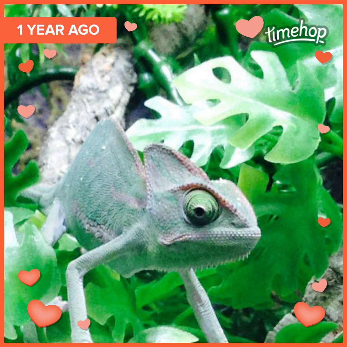 LordSmythe's tweet photo. Happy twitter anniversary to @JeffChameleon1 #colourfulcharacter ๐๐๐๐ https://t.co/KAKWVRG4TZ