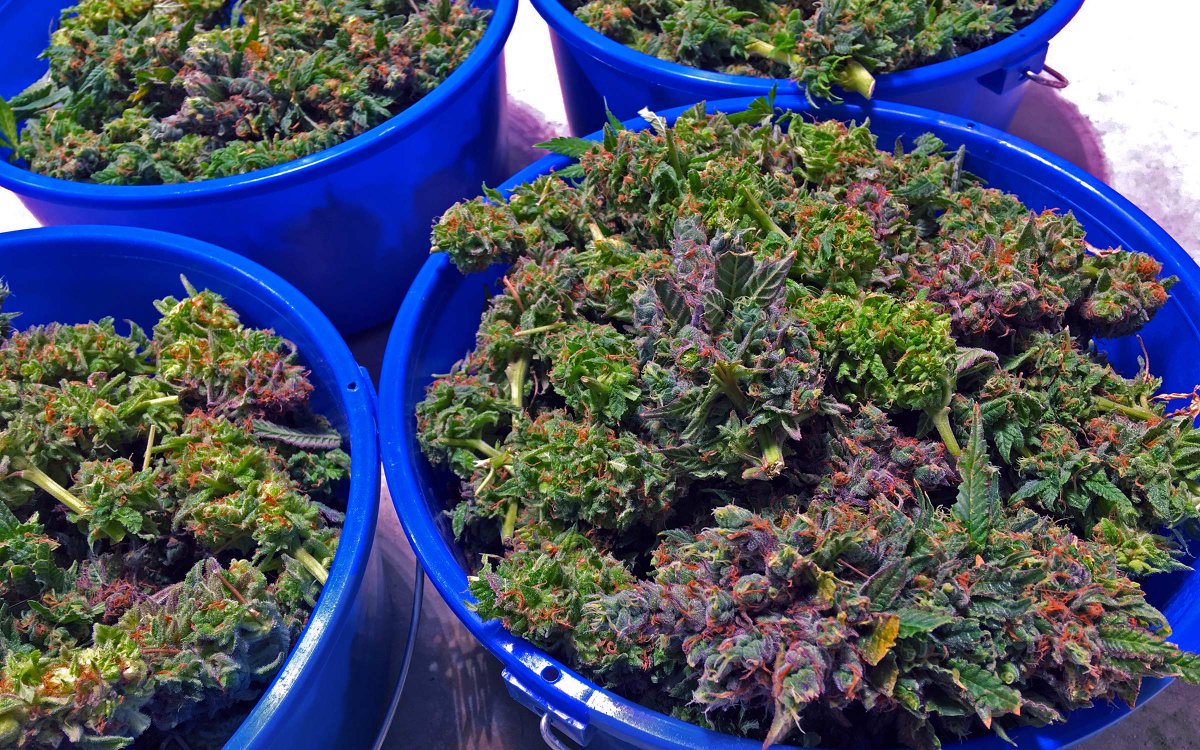 HIGH_TIMES_Mag's tweet photo. #ICYMI Federal Court Bans DOJ From Prosecuting Medical Marijuana Community
https://t.co/rnBAik0PpS https://t.co/JABz89Sgwe