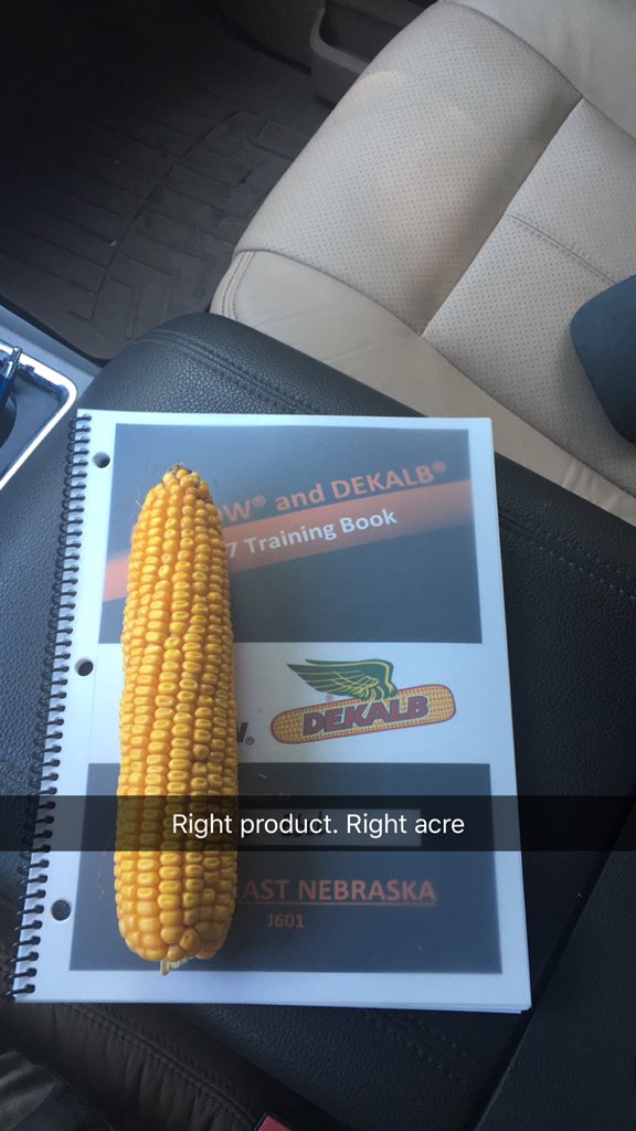 BrewerFert's tweet photo. Late season plant health pays. #NoFungicide #AllGenetics https://t.co/TodkzRAbmo