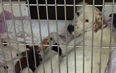 RSPCAQld's tweet photo. Help to prevent the unexpected with #operationwanted. Get 20% off to desex your pet: https://t.co/YpRBYG28yw https://t.co/OFCEaGGO6D