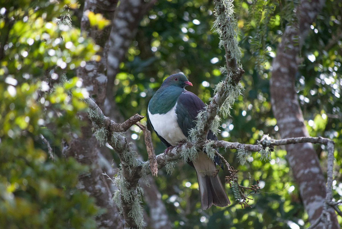 KereruDiscovery's tweet photo. Not long to wait now until the #GreatKereruCount starts https://t.co/0PRX4fmy8o
