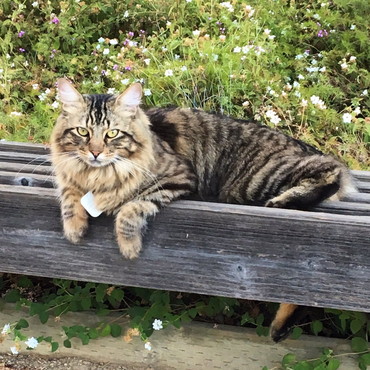 mavericktux's tweet photo. One with nature! ๐ฟ๐๐ #vanbandit #catinnature #vanbanditlife #catinvanwithman https://t.co/iltO3SRfkm