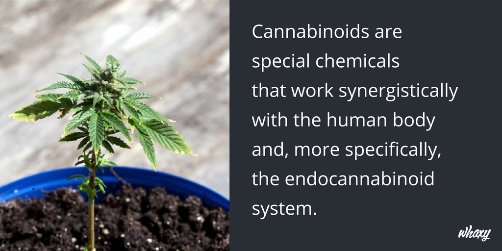 ThinkTankExile's tweet image. Cannabinoids - How Much Do You Know About These Chemical Compounds In Cannabis? mmjne.ws/1MO1Oky