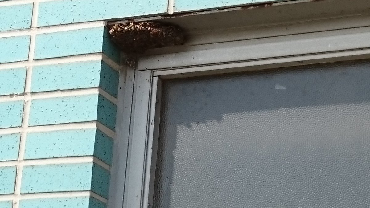 Advice_From_DEC's tweet image. Does your school have hidden hazards? Wasp's or bird's nest near the entrance can wreak havoc! #alergic #safety