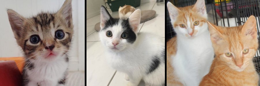 RSPCAQld's tweet photo. A stitch in time, saves 9. Desex your pet in August & receive 20% off! #operationwanted https://t.co/YpRBYG28yw https://t.co/fiEsuuxaVJ