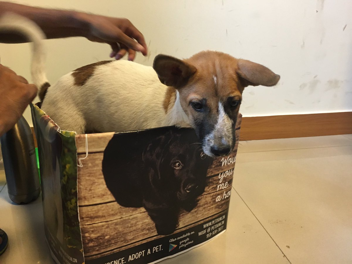 Petdom15's tweet photo. #guwahati get ready for #uberpuppies. @Uber @Uber_India be ready to #Snuggle &amp; #cuddle https://t.co/b5bEHgF3oa