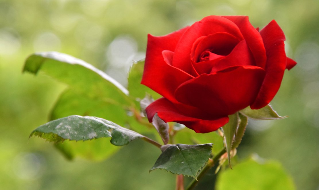 mousey3211's tweet image. #valleygardens #Harrogate @Enjoy_Harrogate @moreHarrogate @WeAreHarrogate @RHSHarlowCarr  @FOVG1 @YorkshireBloom