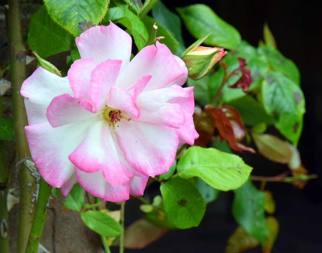 mousey3211's tweet image. #valleygardens #Harrogate @Enjoy_Harrogate @moreHarrogate @WeAreHarrogate @RHSHarlowCarr  @FOVG1 @YorkshireBloom