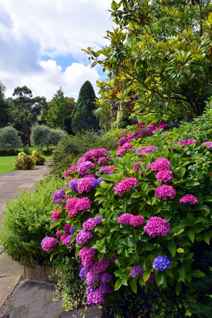 mousey3211's tweet image. #valleygardens #Harrogate @Enjoy_Harrogate @moreHarrogate @WeAreHarrogate @RHSHarlowCarr  @FOVG1 @YorkshireBloom