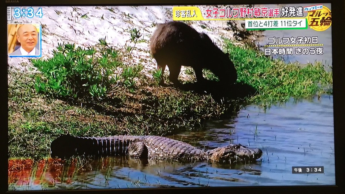リオ五輪 吉田沙保里の決勝戦の裏で ゴルフコースにまさかのあの動物が現れて癒される人々 Togetter リオ五輪 吉田沙保里の決勝戦の裏で ゴルフコースにまさかのあの動物が現れて癒される人々 Togetter