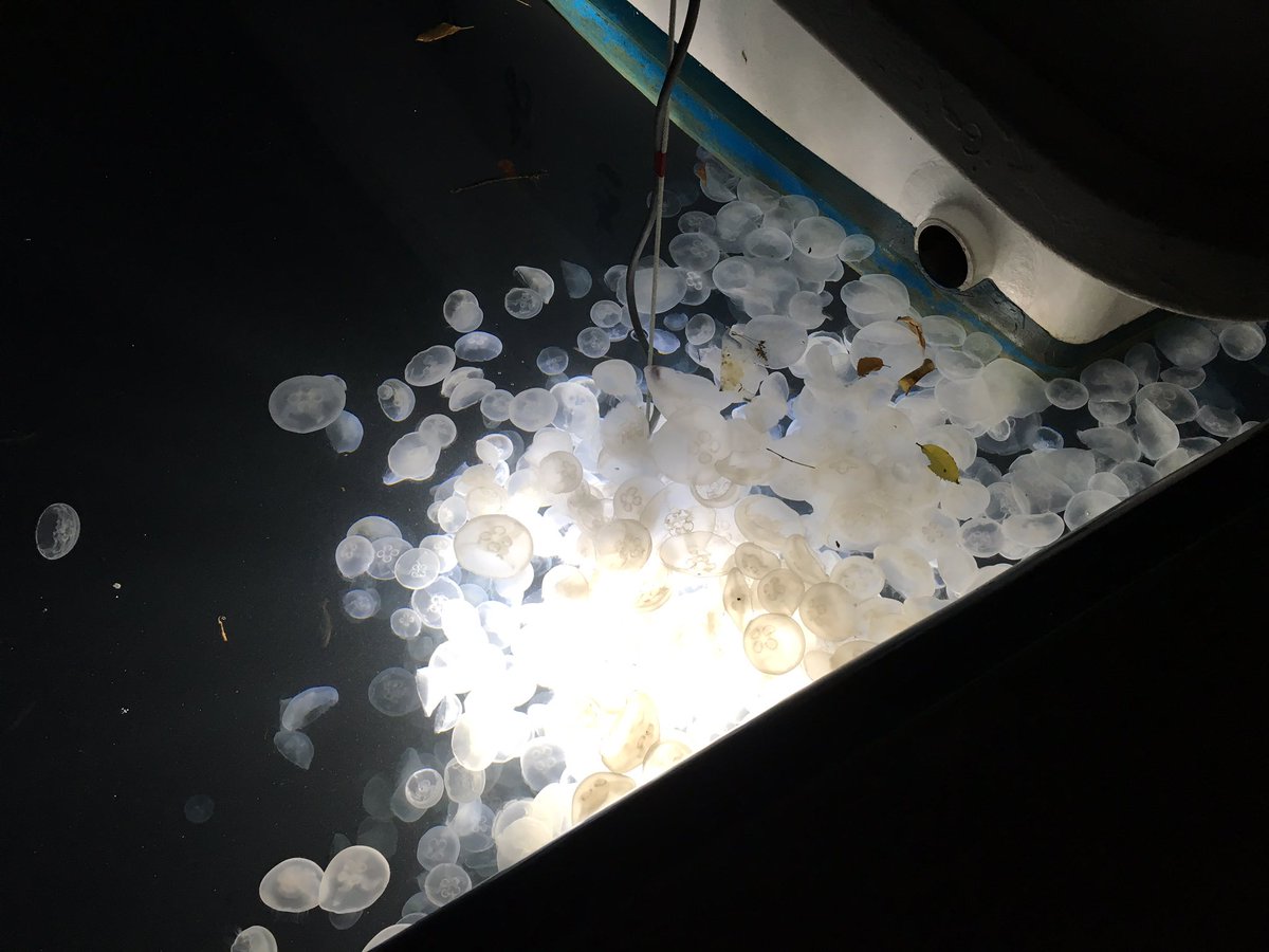 Yoshiyuki 来ましたね さあさあこちらへ Mac全滅 円盤は生物だった お好きな方を選んでください Yoshiyuki 来ましたね さあさあこちらへ Mac全滅 円盤は生物だった お好きな方を選んでください