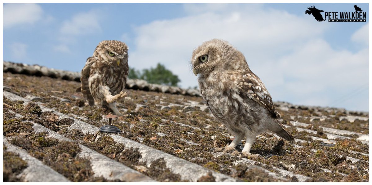 Pete Walkden (@petewalkden1973) on Twitter photo Little owl using a #jedi mind trick to calm his owlet. <a href="/WorcsWT/">Worcs Wildlife Trust</a> <a href="/BBCSpringwatch/">BBC Springwatch</a> <a href="/BirdGuides/">BirdGuides</a> <a href="/Natures_Voice/">RSPB</a> Little owl using a #jedi mind trick to calm his owlet. <a href="/WorcsWT/">Worcs Wildlife Trust</a> <a href="/BBCSpringwatch/">BBC Springwatch</a> <a href="/BirdGuides/">BirdGuides</a> <a href="/Natures_Voice/">RSPB</a>