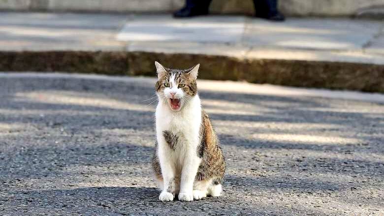 Larry the Cat tweet media