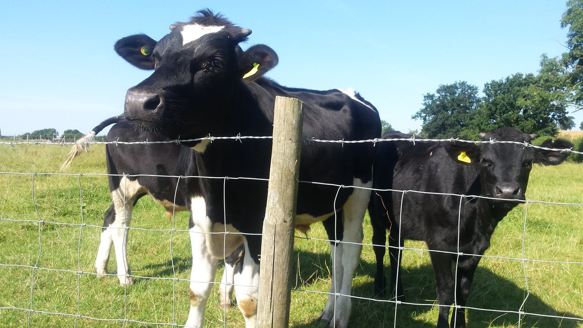 FreshFreshrootz's tweet image. Looking forward to using avacado oil in the Rootz cooking. Waiting for delivery. Has anyone else used it,