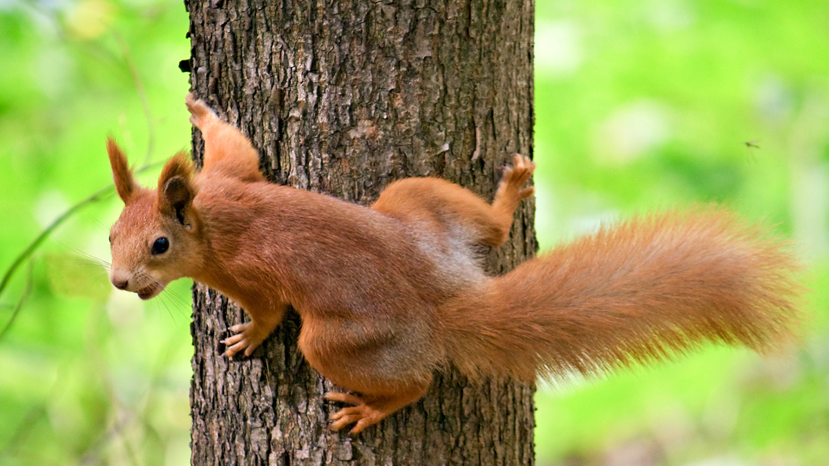 Dieses Eichhörnchen zeitg dir aus seiner Sicht, wie aufregend klettern sein kann: bit.ly/2brNBQw