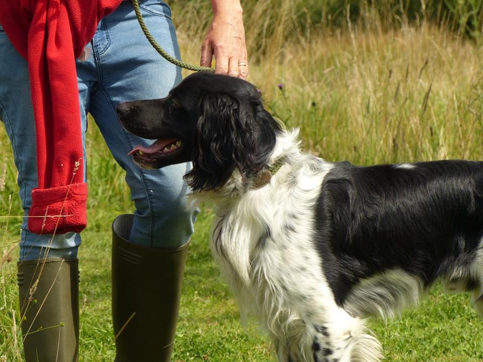 EroskaEva's tweet photo. Puzzle our gorgeous Brittany Spaniel looking for a home https://t.co/zcX2Wo0HpR