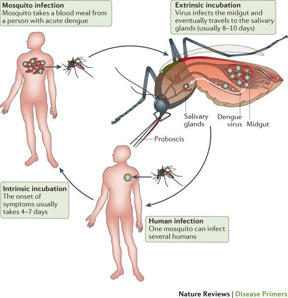 Essay about dengue virus life