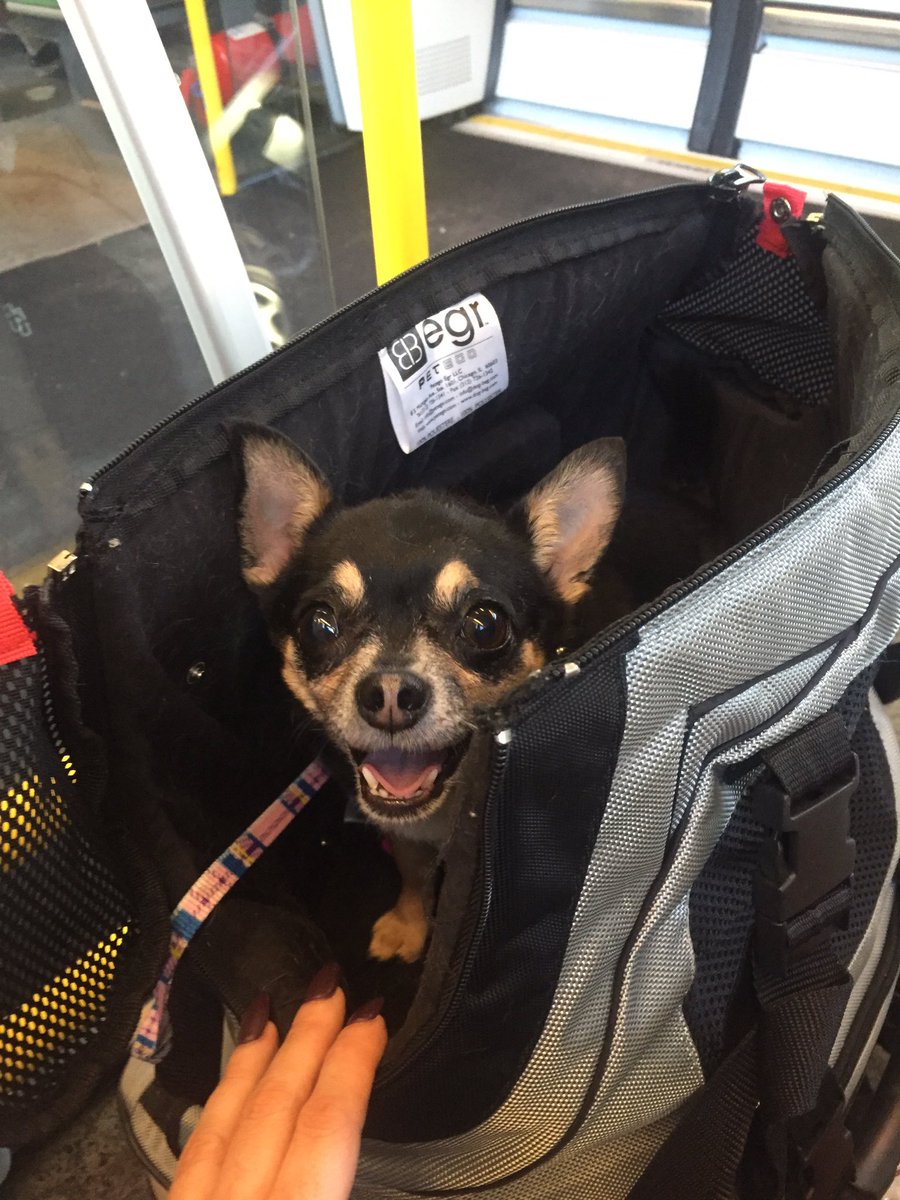 RebeckahVaughan's tweet photo. @PetegoEBDesign @roofbox_company we are travelling in style 👏🏼👏🏼👏🏼 #Pucci #USBdogcarrier #chihuahua #egr #jetset https://t.co/oC87xTL2X1