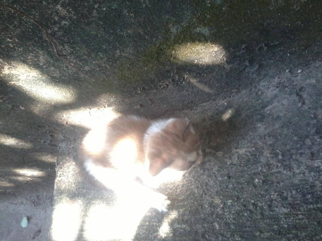 PraptyHayaty's tweet photo. liat cat di jalan pengen bawa pulang aja...tp takut ada yg punya https://t.co/xQsKRg7h5b