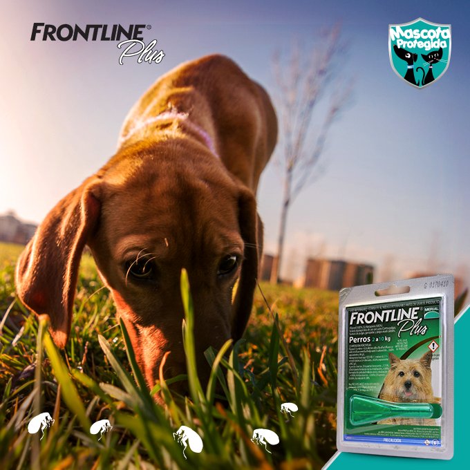 MascotaPro's tweet image. Dile adios a la amenaza de #pulgasygarrapatas con #FRONTLINEPLUS. ¡Protección 100% recomendada!