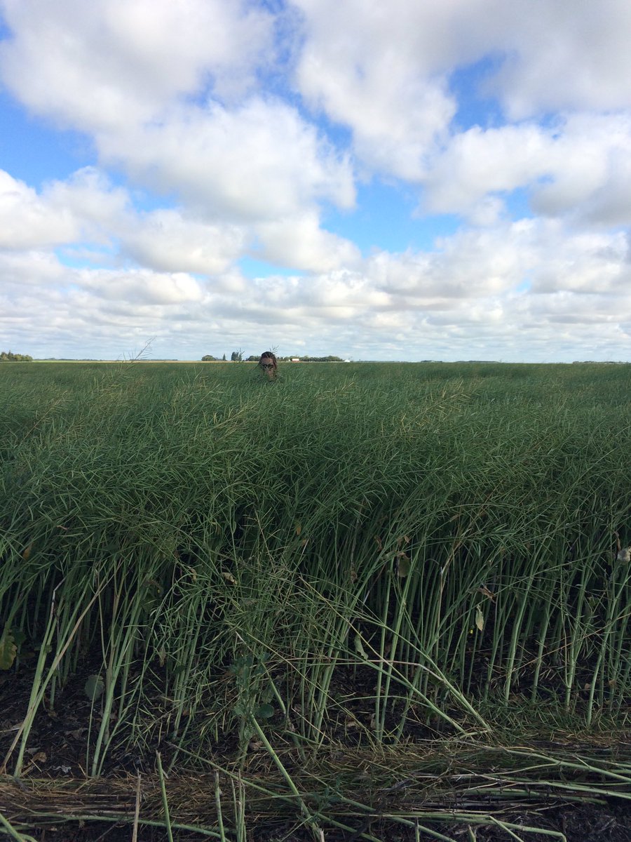 megs_reed23's tweet photo. @CamCanola this is @HalfpintLynch89 in #SY4187 Melfort, Sk. You can hardly see her! Both looking great😉 https://t.co/zNoFl62bhW