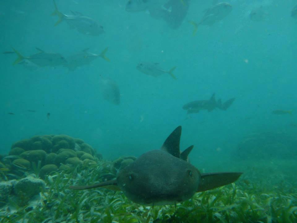 What lurks beneath...the San Pedrano's pets, the friendly nurse sharks at #Shark RayAlley! ow.ly/dqf2303dfqT