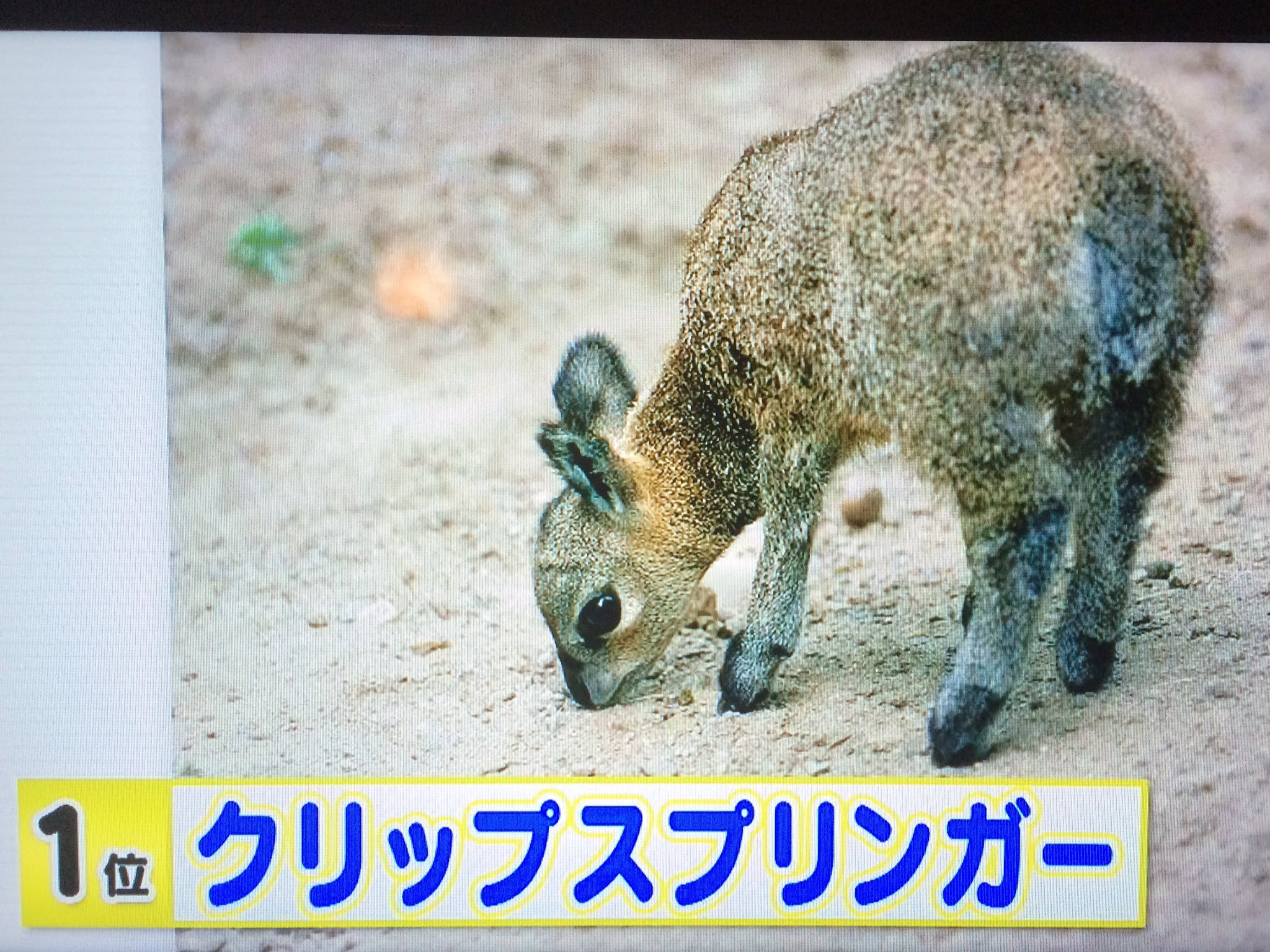 希明 O2o4 Azusa 今日のまなぶくんでやってた 動物の中で1番かわいい赤ちゃんが あずちゃんに似てた Nmb Nmbとまなぶくん 植村梓 クリップスプリンガー 希明 O2o4 Azusa 今日のまなぶくんでやってた 動物の中で1番かわいい赤ちゃんが あずちゃんに似てた Nmb Nmbとまなぶくん 植村梓 クリップスプリンガー