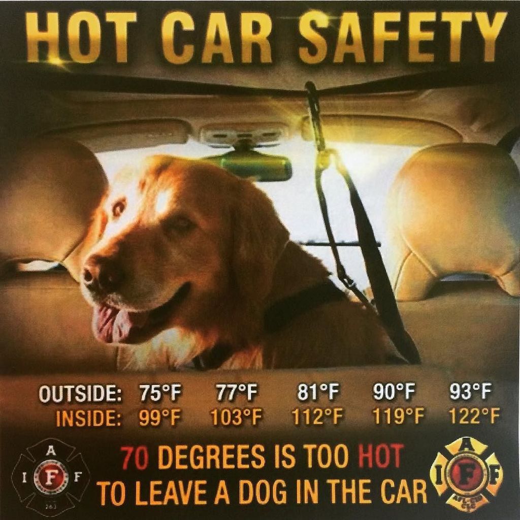 K9FirstAid_CPR's tweet image. from our friends at the International Association of Firefighters.  70 degrees is to HOT.  #love #summer #animals #…