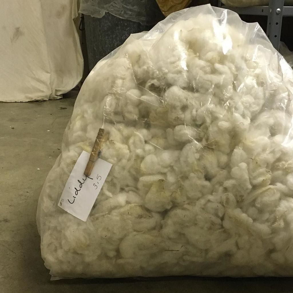 crazysheeplady's tweet image. Next up, the Lidster 😀. #Liddy #allgrownup #woolprocessing #ohiovalleynaturalfibers ift.tt/2bEJdRn