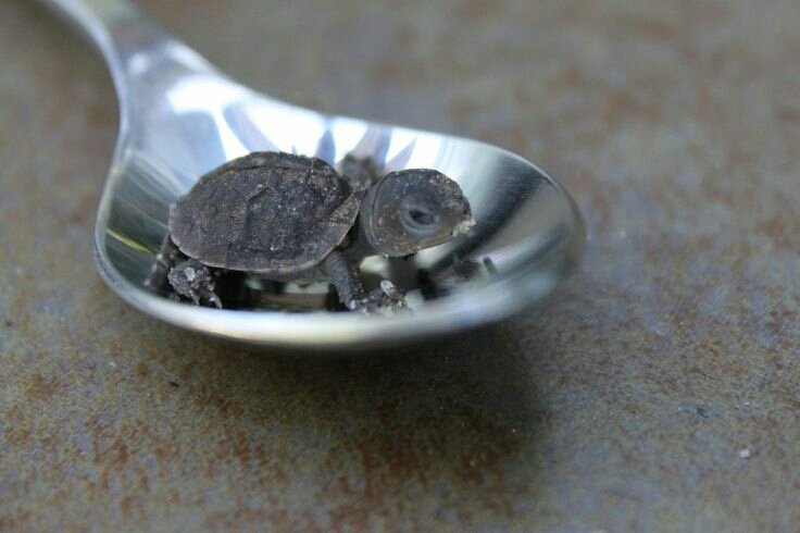 FOR SALE
Tortoise on a teaspoon £100 would swap for a corn snake in a colander or similar.