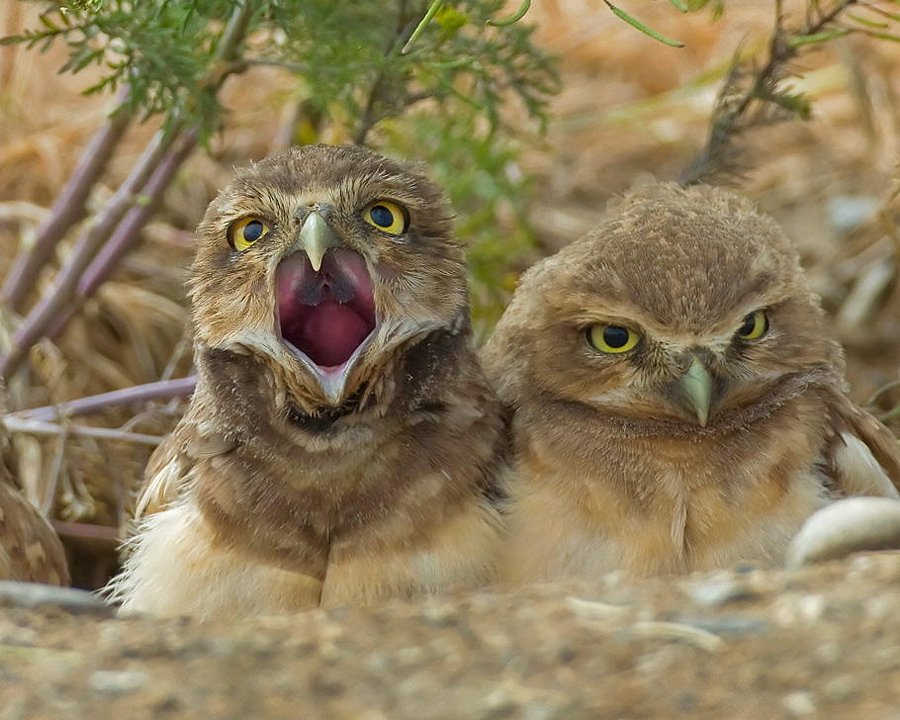 kshamarani014's tweet image. The Opera Singer by Henrik Nilsson