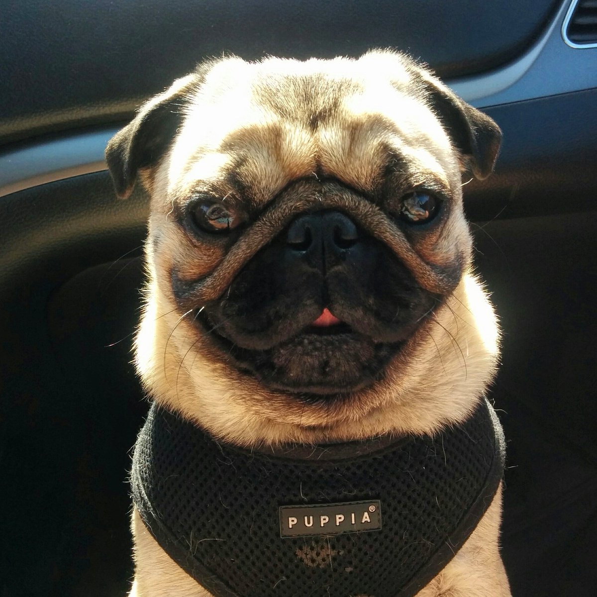 helmutthepug's tweet photo. Yes, it did hurt when I fell from heaven 👼#AnswersToYourPrayers #HelmutThePug https://t.co/oTJ51aLcLI