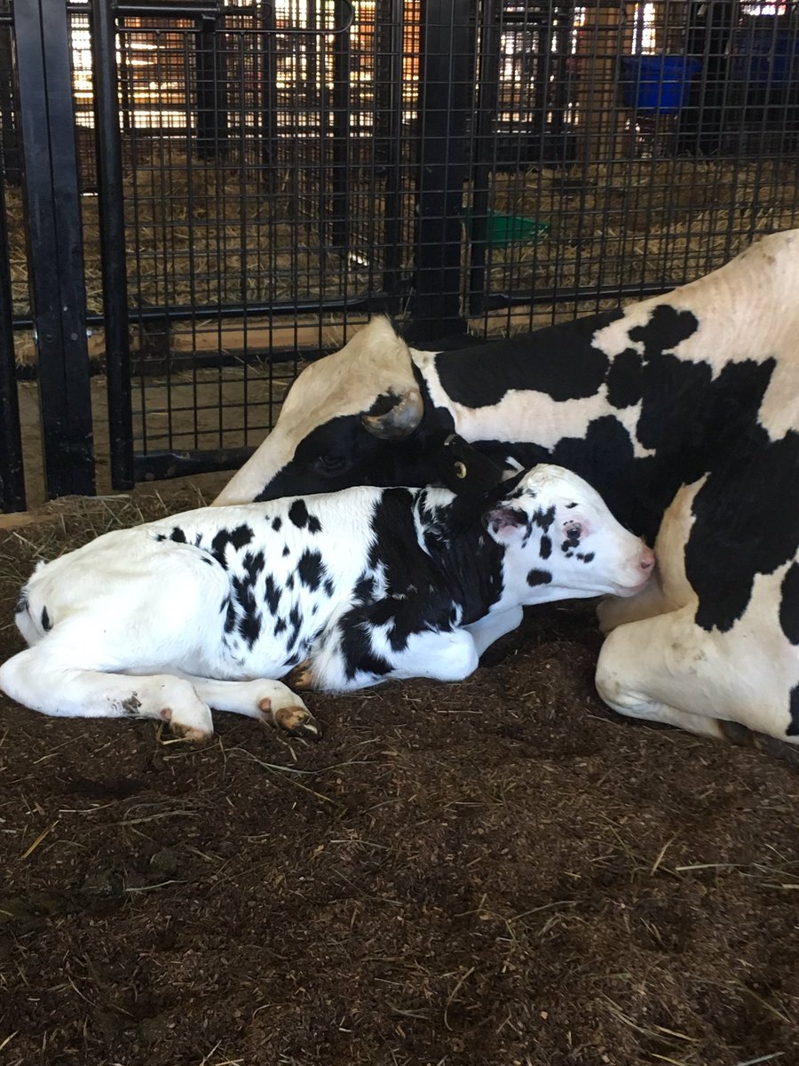 MoCo_OMB's tweet photo. that's 4 out of 6 ! only 2 more babies to come ! 🐮💙 https://t.co/jjbPZkUuDe