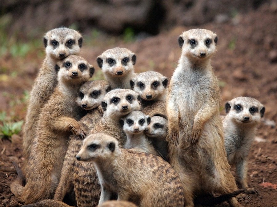 kshamarani014's tweet image. the pack by Fajar Andriyanto