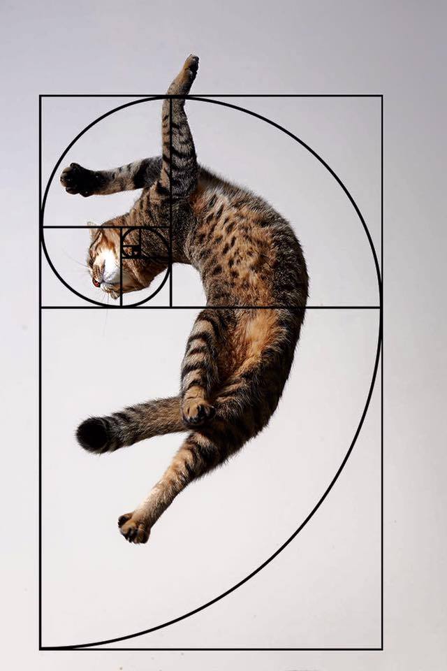 Interdema's tweet photo. Котики и золотая спираль
The cats and golden ratios
#interdema #cat #kitten #fun #architecture #likes #interesting https://t.co/v1HILPfpsF