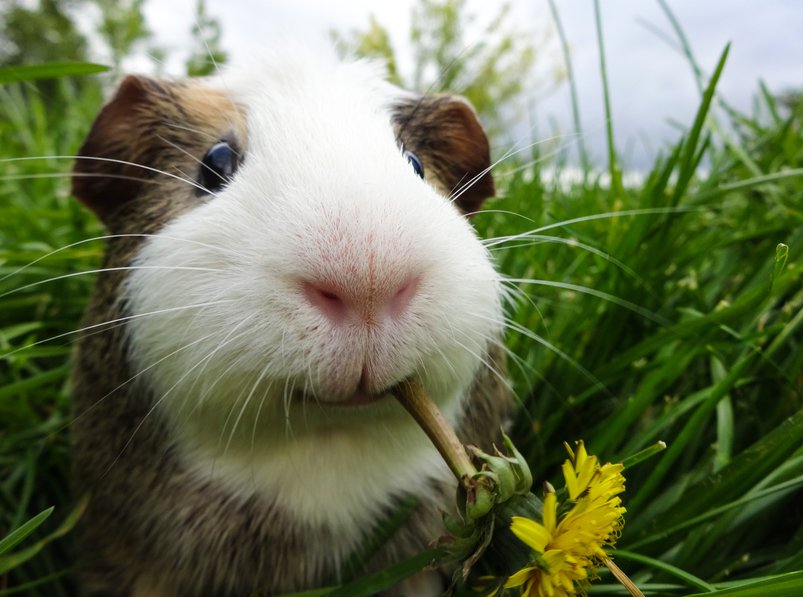 Andrew_Medic's tweet photo. #DidYouKnow GuineaPigs can't produce vitamin c so it needs to be supplemented in their diet https://t.co/ZF6960E717