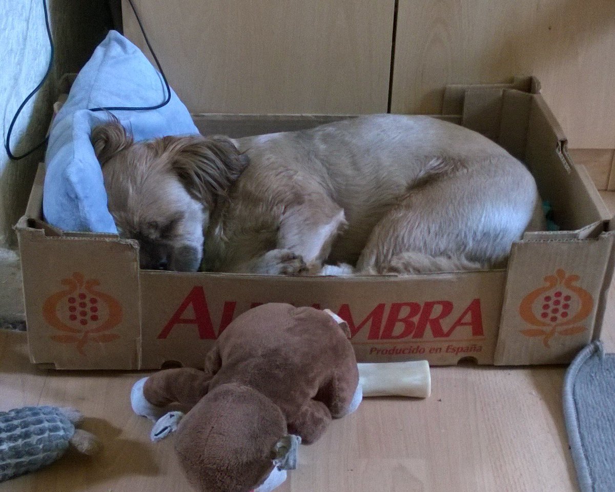 cardboard box dog bed