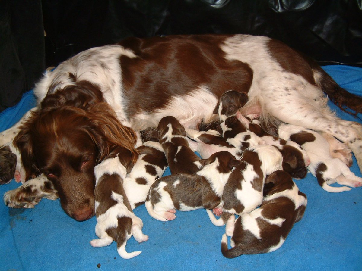 angiesmiffy's tweet photo. I'm now a proud granny of 11 fur babies #hardwork #nosleep https://t.co/UbUUOJPHmV