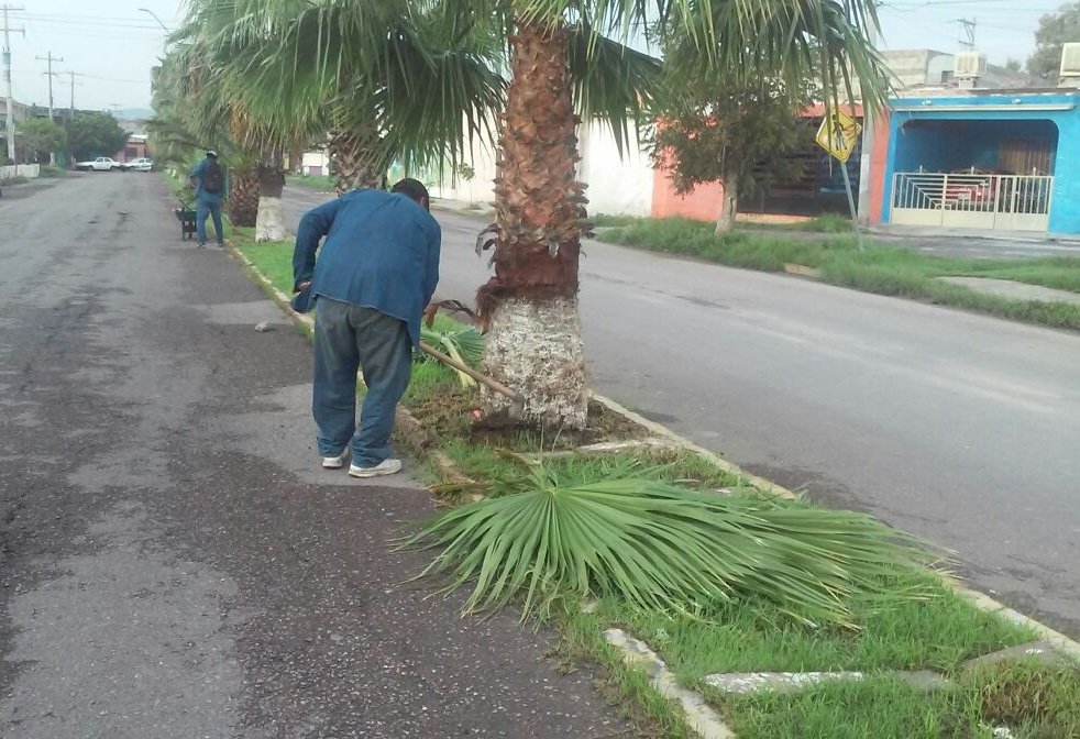 serviciosgomez's tweet photo. Poda y desmalezado en camellón central del Blvd.Denevola Fracc. Morelos II https://t.co/So6RnCuX1h