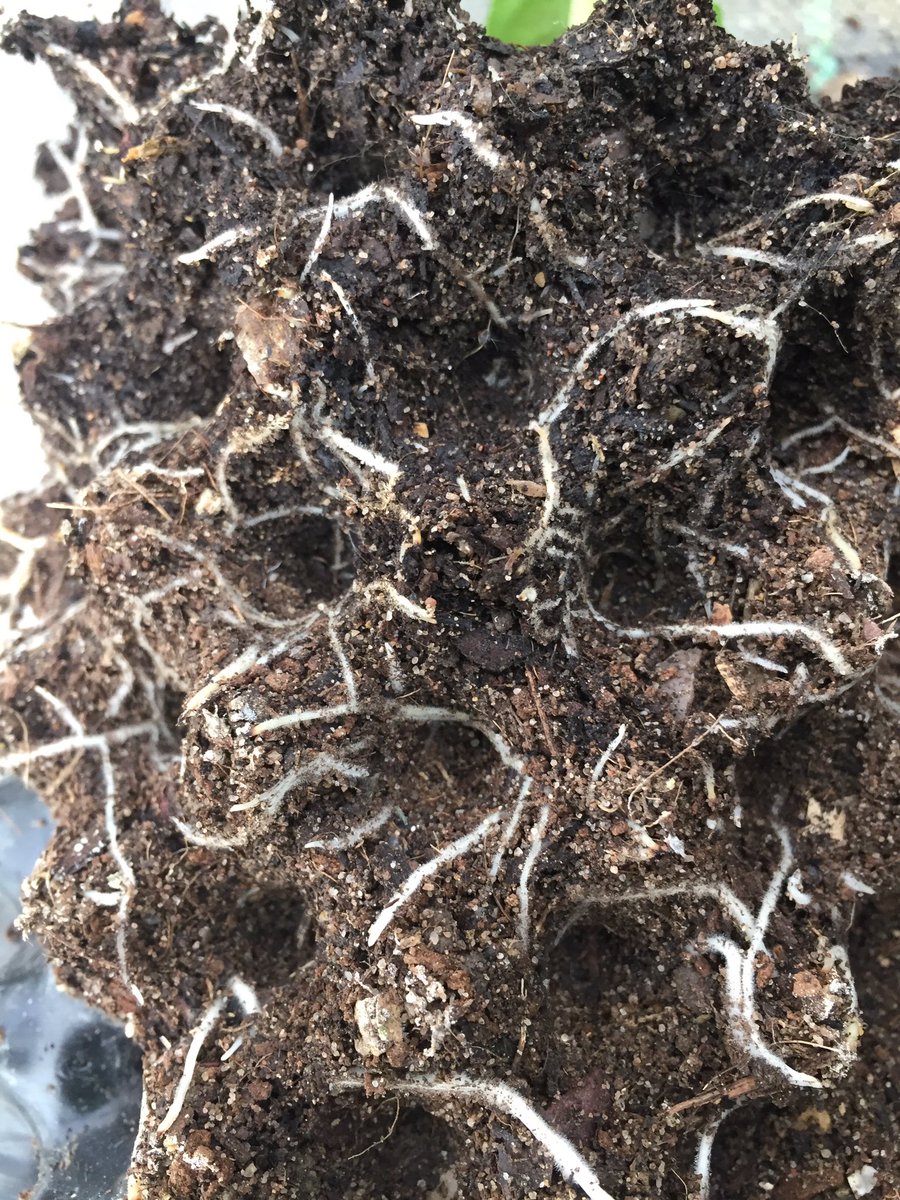 Carrierea calycina pricked out less than 6 weeks ago into 1L air-pots. <a href="/kewgardens/">KewGardens</a> <a href="/airpotsystem/">Air-Pot®</a> #AirPots