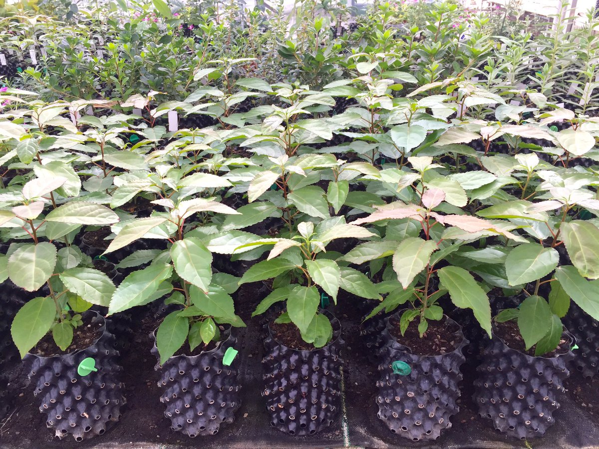 PlantGrafter's tweet photo. Carrierea calycina pricked out less than 6 weeks ago into 1L air-pots. @kewgardens @airpotsystem #AirPots https://t.co/gkrZsfusnY